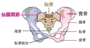 おしり の 骨 が 痛い
